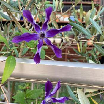 クレマチス アフロディーテエレガフミナの投稿画像一覧 Greensnap グリーンスナップ