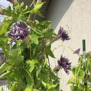 八重の花の投稿画像一覧 Greensnap グリーンスナップ