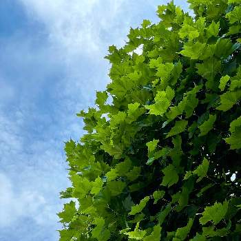 鈴懸の木の投稿画像一覧 Greensnap グリーンスナップ