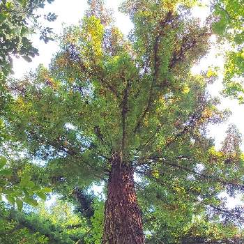 巨樹の画像 by やまちゃん～旅～さん | お出かけ先とセンペルセコイア。と巨樹と暑さに負けずに夏を楽しもうと多摩森林科学園と高尾の森と世界最高木