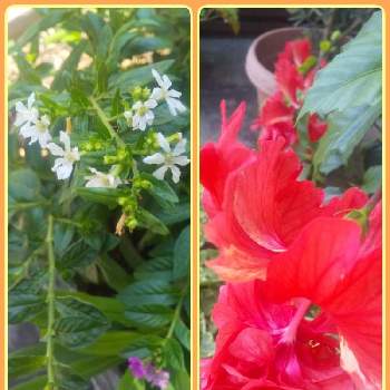 日差しの画像 by ゆみゅさん | 小さな庭とクフェアとクフェアとハイビスカスとヘデラとハイビスカスフラミンゴとしろと暑さと華やかとなつとおうち園芸ときゅんと日差しと花のある暮らしと小さな花と小さなお庭とあかとはっぱのある暮らし