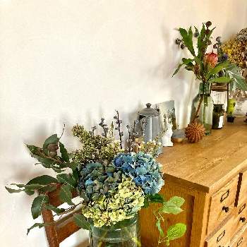 ユーカリ ベルガムナッツの投稿画像一覧 Greensnap グリーンスナップ