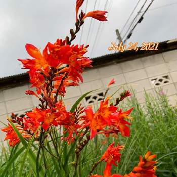 檜扇水仙 ヒオウギズイセン の投稿画像一覧 Greensnap グリーンスナップ