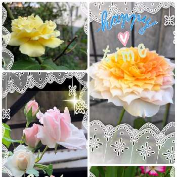 キャラメルアンティークの画像 by ｐｏｐｕｒｉさん | 広い庭とレンゲローズとハニーブーケとキャラメルアンティークとつる薔薇　ニュードーンとガーデンｐｏｐｕｒｉ
