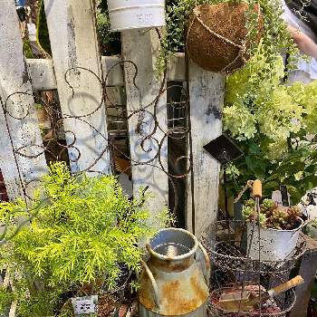 メラレウカ レボリューション ゴールドの投稿画像一覧 Greensnap グリーンスナップ