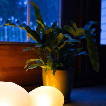 Phlebodium Aureum Bluestar の投稿画像一覧 Greensnap グリーンスナップ Phlebodium Aureum Bluestar の投稿画像一覧 Greensnap グリーンスナップ