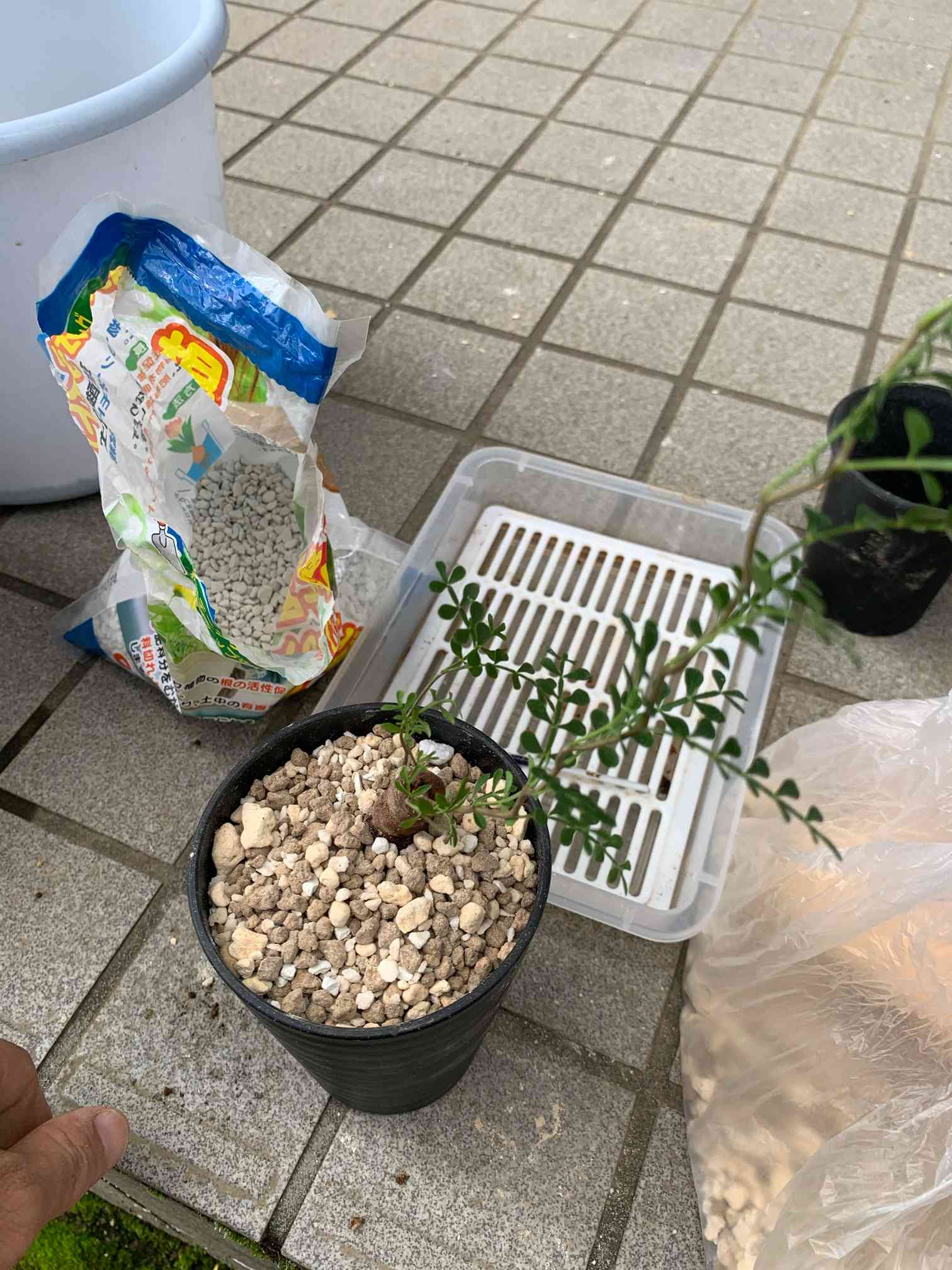 パキプス根挿しの植え替え｜🍀GreenSnap（グリーンスナップ）