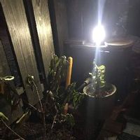 沈丁花 ジンチョウゲ の育て方 植え付けや植え替え時期は 剪定は必要 Greensnap グリーンスナップ 沈丁花 ジンチョウゲ の育て方 植え付けや植え替え時期は 剪定は必要 Greensnap グリーンスナップ