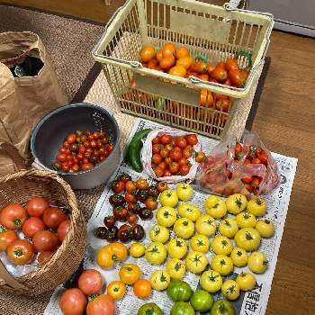 ゼメルカウ（トマト）の画像 by dp106さん | 畑と中玉トマト　フルティカとシシリアンルージュとアロイトマトとトマト ローマとクックゴールドとセレブオレンジとゼメルカウ（トマト）とスロベニアンオックスハート（トマト）とホワイトゼブラ（中玉トマト）とブルーバイユーとグリーントマトと家庭菜園とおうちde菜園とおうち園芸とトマト栽培と調理用トマト