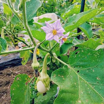 白ナスの投稿画像一覧 Greensnap グリーンスナップ