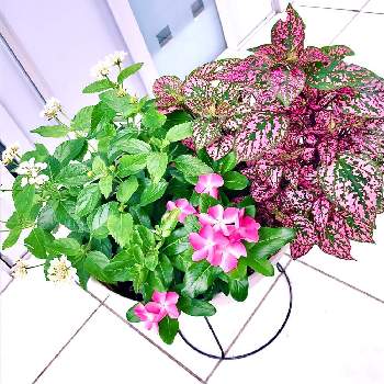 ガーデンヒポエステス ピッピ Proven Winners Pw ガーデニング 園芸 花苗 低木 多肉植物 花 植物