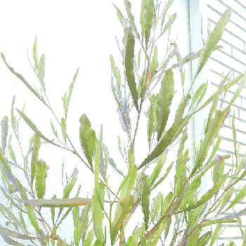 ドドナエア Greensnap グリーンスナップ