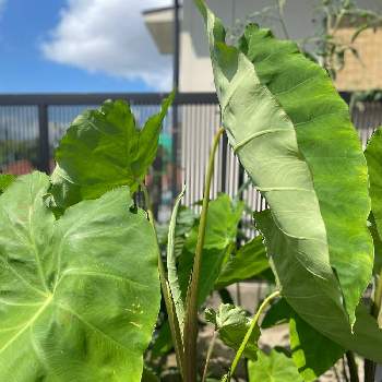 里芋の葉の投稿画像一覧 Greensnap グリーンスナップ
