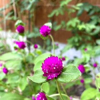 センニチコウ♪の画像 by @Rose&greenさん | センニチコウ♪と種まきと千日紅♪と小さな花壇と宿根草花壇とガーデニング