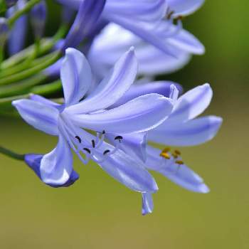 アガパンサス 紫君子蘭 の投稿画像一覧 Greensnap グリーンスナップ