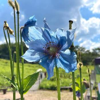 メコノプシス グランディスの投稿画像一覧 Greensnap グリーンスナップ