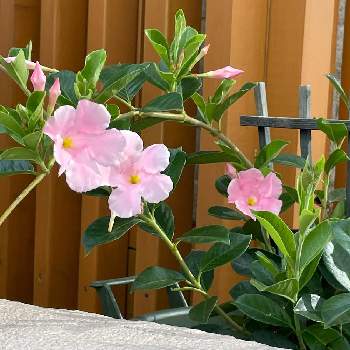 サンパラソル ビューティーの投稿画像一覧 Greensnap グリーンスナップ