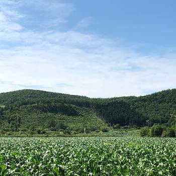 北海道の夏の画像 by まなさん | 畑と北海道の夏とさわやかな季節と気持ちいい！と実家の裏山