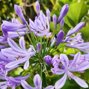 魅力的♡の画像 by シェリーさん | アガパンサスとムラサキクンシラン（アガパンサス）と素敵な１日と魅力的♡と魅力的✩°｡⋆とパープルと大好きな色と魅力的と今日のお花と素敵な色としべ好きとむらさきの花と蕾応援団と母の庭と紫・むらさき・バイオレットと花のしべとむらさき色と花姿が魅力的とむらさき❇︎