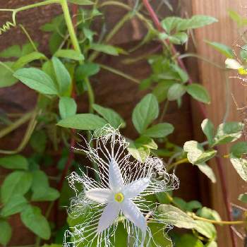 ウリ科の投稿画像一覧 Greensnap グリーンスナップ