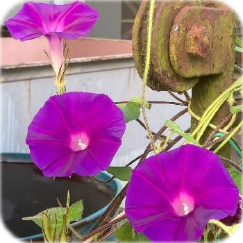 蔓性多年草の画像 by セスさん | お出かけ先と朝顔と夏の花とタネと紫色の花と蔓性多年草