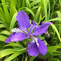 アヤメ 菖蒲 の育て方 球根の植え方や植え替え時期は Greensnap グリーンスナップ アヤメ 菖蒲 の育て方 球根の植え方や植え替え時期は Greensnap グリーンスナップ