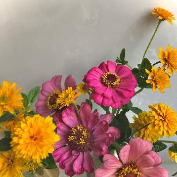 剪定した花の画像 by かぶとさん | キッチンと剪定した花と剪定花とジニア百日草