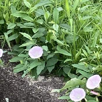 ウリ科の投稿画像一覧 Greensnap グリーンスナップ