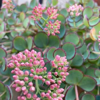 ミセバヤの花の投稿画像一覧 Greensnap グリーンスナップ