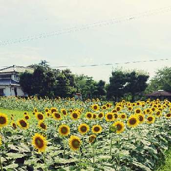季節を感じるの画像 by midori―seikatuさん | お出かけ先と黄色花と季節を感じると出かけ先