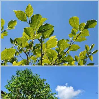 アオハダの投稿画像一覧 Greensnap グリーンスナップ