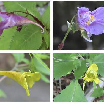 キツリフネソウ の投稿画像一覧 Greensnap グリーンスナップ