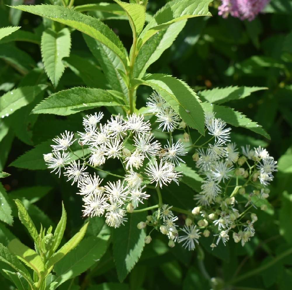 フジバカマの投稿画像 By Charlさん お出かけ先と雨上がりと白 しろ ホワイトとひかり浴びてと森の中と散策とあさと純白が好きとみちばたとかわいいと雨上がりと白 しろ ホワイトとひかり浴びてと森の中と散策とあさと純白が好きとみちばたとかわいい 21月7月25日