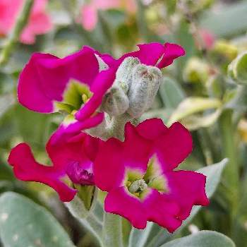 ストックの投稿画像一覧 Greensnap グリーンスナップ