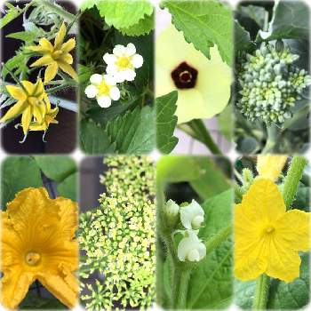 可愛い野菜の花の投稿画像一覧 Greensnap グリーンスナップ