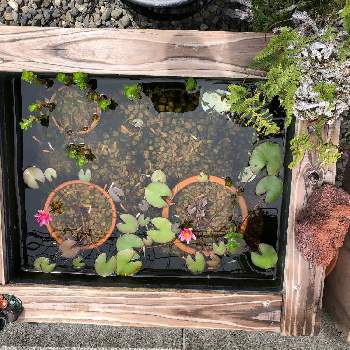 姫睡蓮♡の画像 by くっすんさん | 小さな庭とビオトープと水生植物と温帯睡蓮と姫睡蓮♡