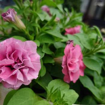 ペチュニア ホイップマカロンの投稿画像一覧 Greensnap グリーンスナップ