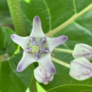 クラウンフラワーの投稿画像一覧 Greensnap グリーンスナップ