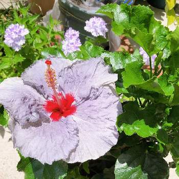 大きい花の投稿画像一覧 Greensnap グリーンスナップ