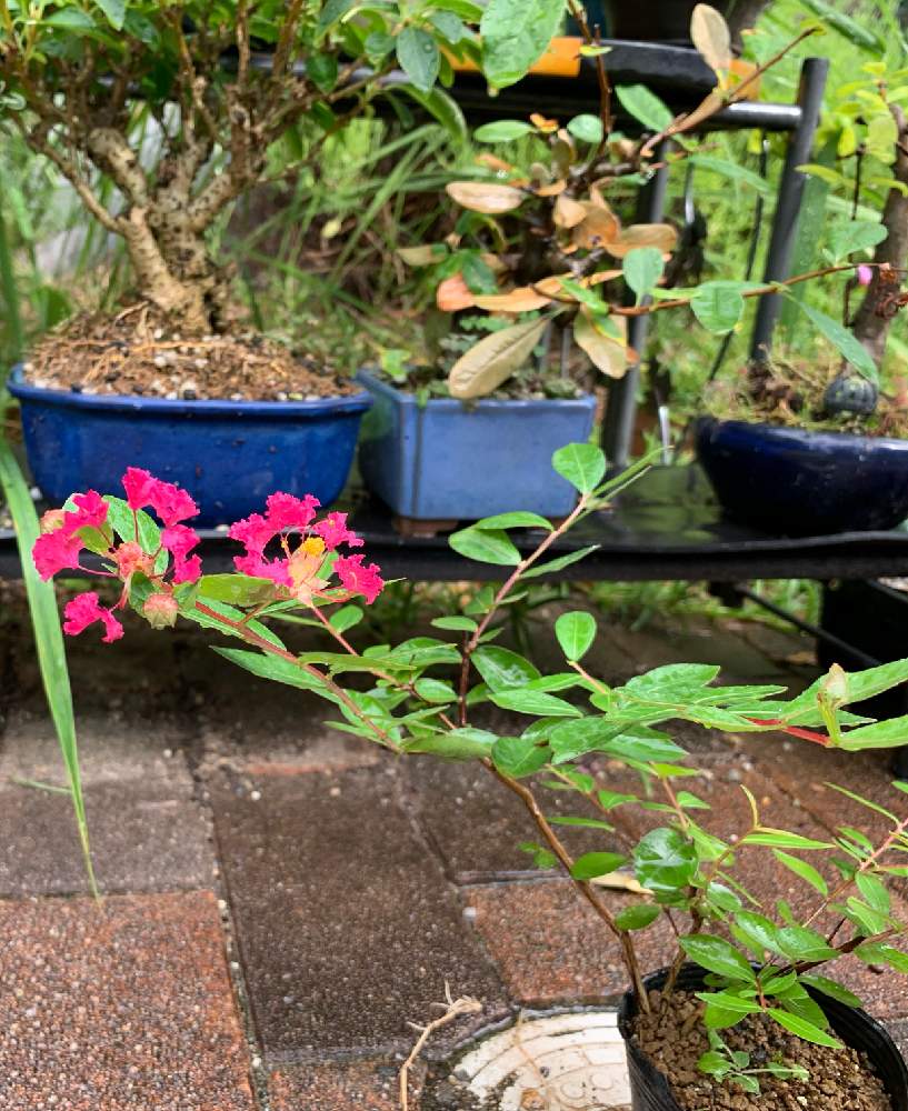 サルスベリの投稿画像 By ねこたんぽさん ボケとレンギョウとキュンキュン乙女倶楽部と花物盆栽と挿し木 と季語とキュンキュン乙女倶楽部no 2と季節感と花のある暮らしと夏の季語と盆栽 21月7月25日 Greensnap グリーンスナップ