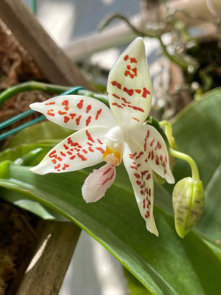 Phal Zebrinaの投稿画像 By ゆずれもんさん コチョウランと胡蝶蘭と輪ゴムと花芽と着生ランとファレノプシス属と香りの蘭 と白いと植中毒とぶら下がり隊と洋ランと胡蝶蘭 原種と花のある暮らしと楽しみ と咲いた とかわいいとお手製バスケット 21月7月25日