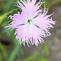 ナデシコ,カワラナデシコ,花壇,ガーデニング,山野草の画像