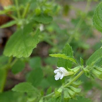 レモンバームの花の投稿画像一覧 Greensnap グリーンスナップ