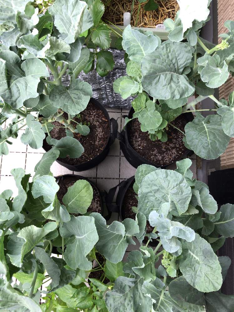 ステック セニョールの投稿画像 By 週末ベランダー アックンさん プランター菜園とバルコニー菜園とスティックセニョール ベランダプランターとプランター 野菜と自家製と家庭菜園とおうちde菜園と 茎ブロッコリー スティックセニョール と茎ブロッコリー スティック