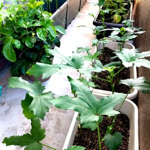 オクラ,オクラ,パッションフルーツ,枝豆《丹波の黒豆》,種まきっ子の画像