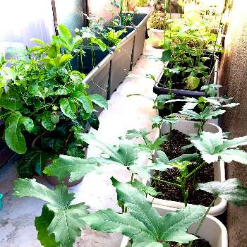 ハバネロ,ベランダ菜園,家庭菜園の画像