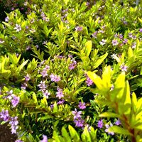 クフェア,紫の花,ミソハギ科,熱帯アメリカ原産,タバコソウ属の画像