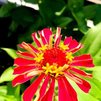 やっとの画像 by つーちゃんさん | 広い庭とジニアと暑い！とやっとと強い花とお恥ずかしいと嬉しいと種からと花に詳しくなりたいと恥ずかしい庭とガーデニング初心者と一輪咲くだけで嬉しいとDAISO