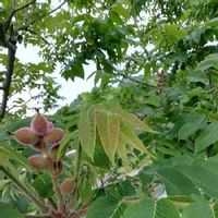 クルミ 胡桃 の育て方 水やりや肥料の与え方は うまく栽培するコツは Greensnap グリーンスナップ