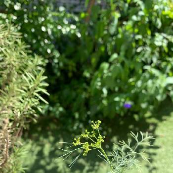 ハーブ ディルの画像 by hiromiさん | 小さな庭と花のある暮らしとハーブ ディルとおうち園芸
